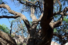 07 Ancient Algorrobo Tree Said To Be Around 700 Years Old Next To The Main Square Plaza 9 de Julio in Purmamarca